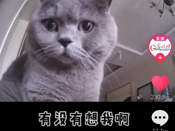 疫情當前，安防監(jiān)控攝像頭下的“寵物”讓人淚目